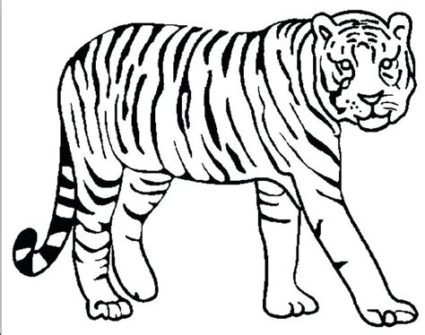 Lion And Tiger Coloring Pages At Free Printable