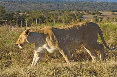 Prowling Lioness Stock Photo Image Of Attraction Environment 6947118