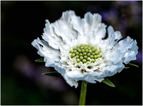 Scabiosa Caucasica ‘perfecta Alba Centre De Jardin Barbe