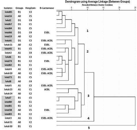 Dendrogram Of The Carbapenem Resistant E Coli Isolates From Dogs