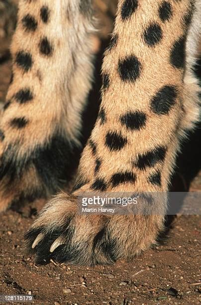 Cheetah Claws Photos And Premium High Res Pictures Getty Images