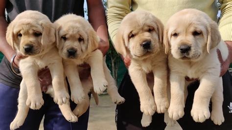 How Much Is A Labrador Retriever Puppy Cost How Much Would A Yellow