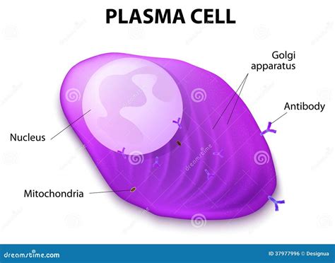 Structure Of The Plasma Cell Royalty Free Stock Image Image 37977996