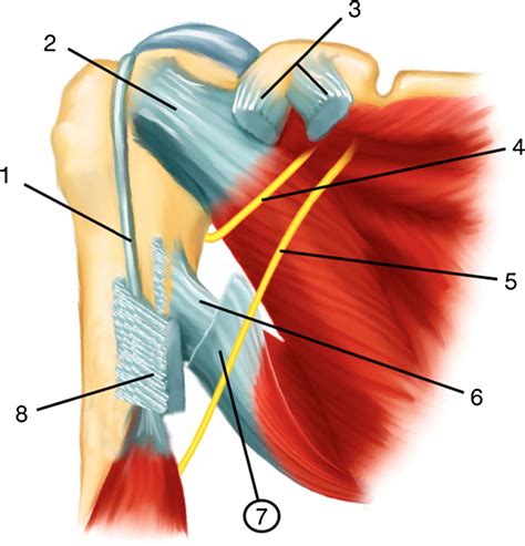 Diagram Of Shoulder Muscles And Tendons Ever Green Massage Therapy