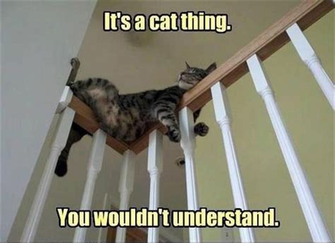 21 Cat Logic Photos That Prove Well Never Understand Cats