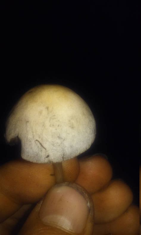 Please Help To Identify These Mushrooms From Georgia Mushroom