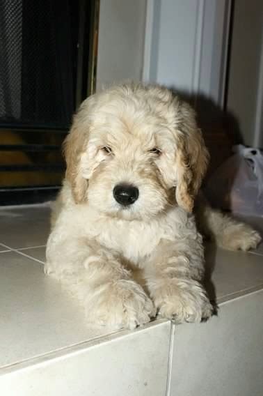 If you like what you see, be sure to inquire us today! Puppies for sale - Goldendoodle, Goldendoodles - ##f ...