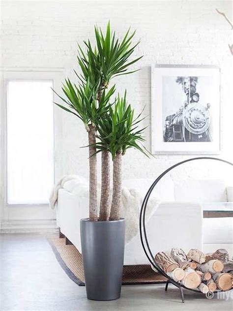 10 Large Houseplants That Make A Statement Bob Vila