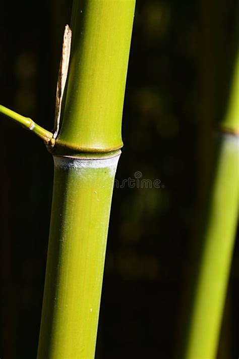 Tige En Bambou Verte Image Stock Image Du Bambou Fond