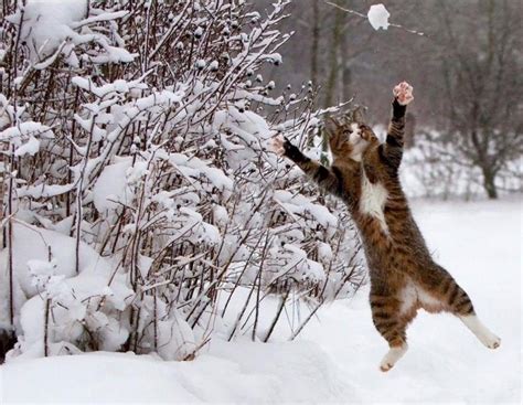 15 Beautiful Photos Of Animals Enjoying This Winter Animal Encyclopedia