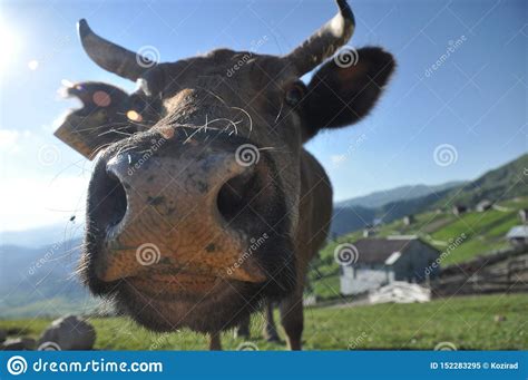 Grazing Cows In Georgia Lesser Caucasus Stock Image Image Of Nose