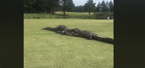 Video 2 Alligators Get Into A Fight On South Carolina Golf Course