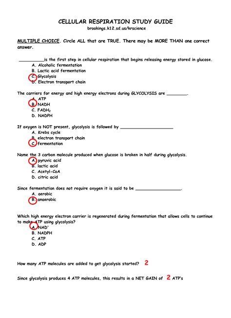 17 cellular respiration review worksheet / worksheeto.com