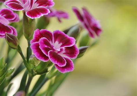 The History Of Carnations Blooms Today