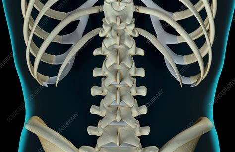 The Bones Of The Lower Back Stock Image F0015005 Science Photo