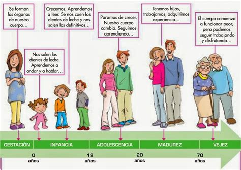 El Desarrollo Humano Las Etapas De La Vida