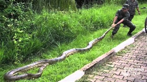 Worlds Biggest Snake Discovered In Brazil Forrest Real Or