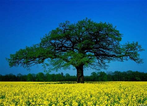 Unduh 65 Beautiful Tree Wallpaper Iphone Foto Terbaru Postsid