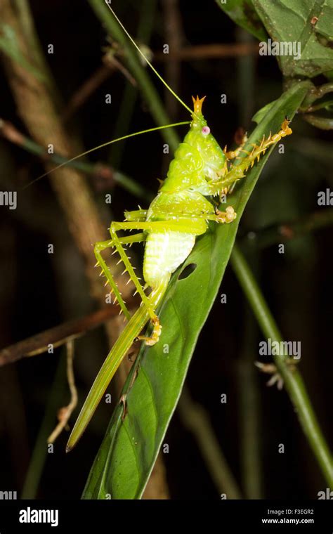 Female Thorny Devil Katydid Panacanthus Cuspidatus At Night In The