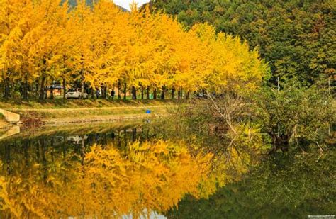 Trong số đó, những phân cảnh có sự xuất hiện của rừng cây mùa thu thay lá luôn là hình ảnh chết danh hàn quốc mà ai cũng ao ước được trải nghiệm một lần. todaytv - Ngẩn ngơ với cảnh đẹp mùa thu "không thể đẹp hơn ...