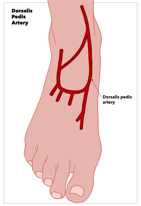 Figure Dorsalis Pedis Artery Statpearls Publishing Illustration