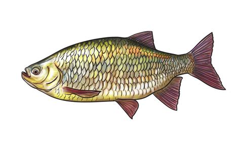 River Fish Stock Illustration Illustration Of Chub River 49589607