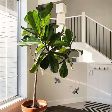 7 Best Large And Tall Houseplants