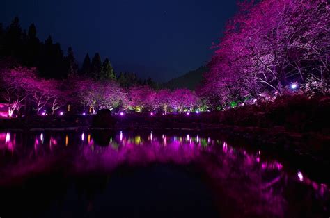 Taiwans Dazzling Cherry Blossom Trees Light Up At Night