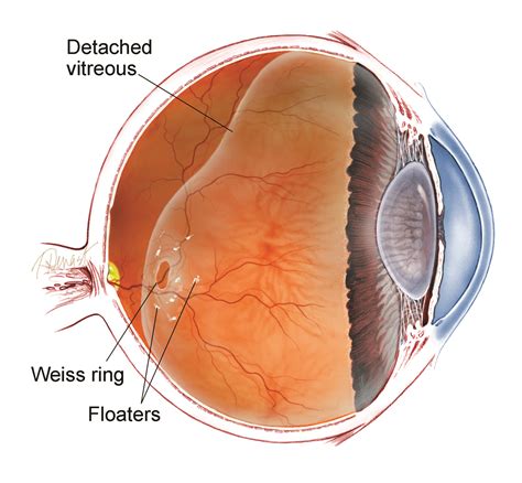 Anatomy Of The Eye Labeled