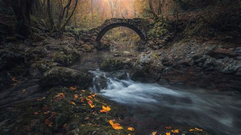 River Under Bridge In Forest With Trees During Fall Hd Nature