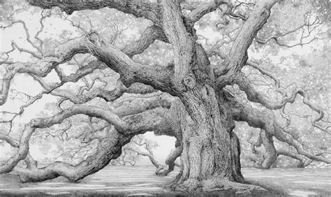 Oak Tree Drawings Tree Sketches Pencil Drawings Art Drawings