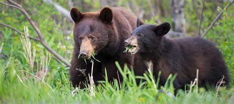 40 Black Bear Facts The Most Common Bear In The World