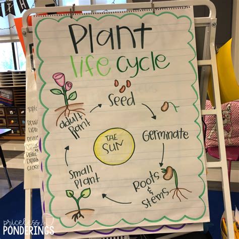 Plant And Animal Life Cycle Activities For Kids