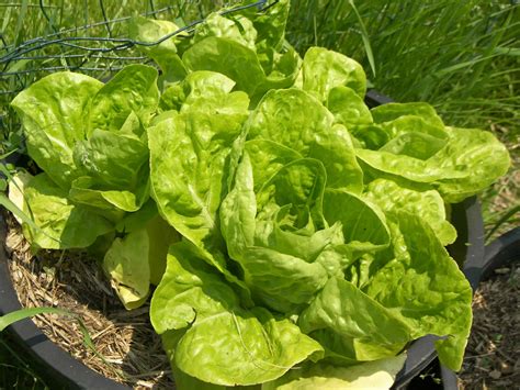 Lettuce is relatively easy to grow. Harvesting Bibb Lettuce - Some Bitter Leaves - Eat Like No ...