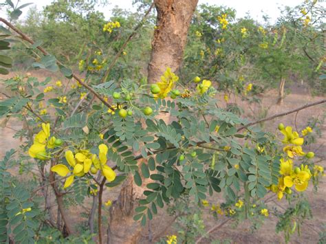 Cassia Senna Auriculata 15 Seeds Free Combined Shipping Etsy