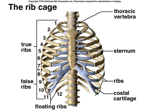 Related posts of muscle anatomy rib cage lower back muscles. Bone_lab