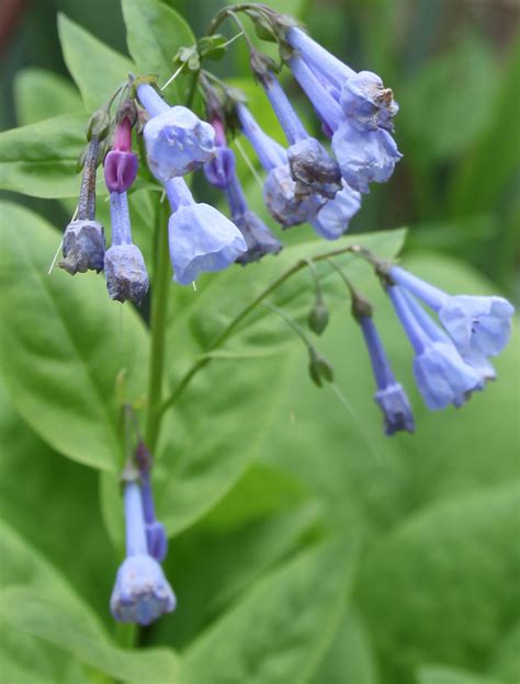 Plant Of The Week Virginia Bluebells Mertensia Virginica Stately