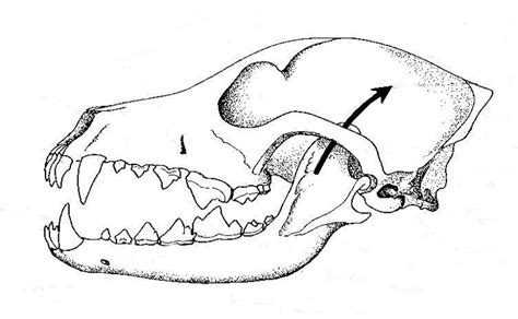 Dogs Skull And Teeth Biological Drawings Of Teeth And Dentition