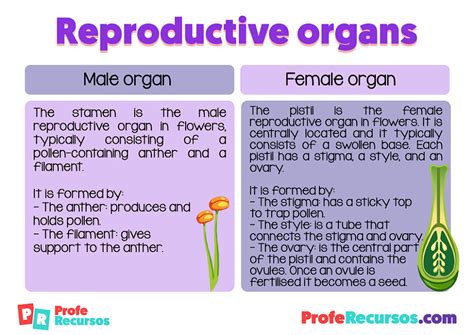 Parts Of A Flower And Reproductive Organs Science Resource