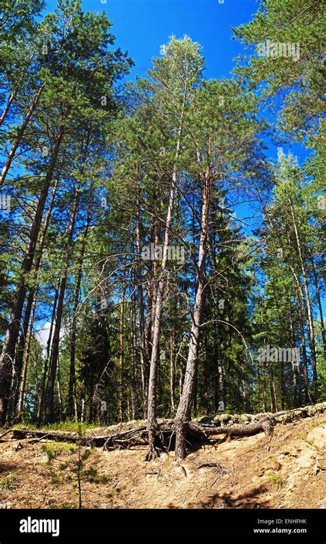 Summer Pine Forest Stock Photo Alamy