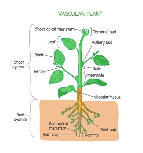 Vascular System In Plants Plants Bx