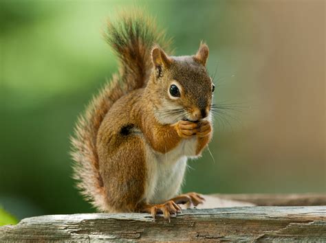 Squirrel Definition And Meaning With Pictures Picture Dictionary