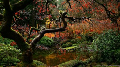 Japanese Maple Wallpapers Wallpaper Cave