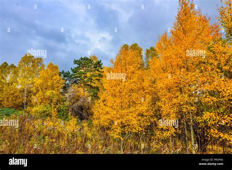 Beautiful Romantic Landscape With Golden Leaves Of Birch Trees In