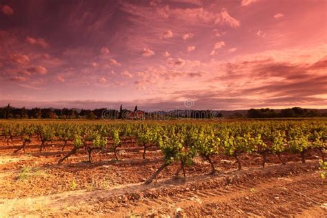 Amazing Vineyard Sunset Stock Image Image Of Rural Wine 9739447