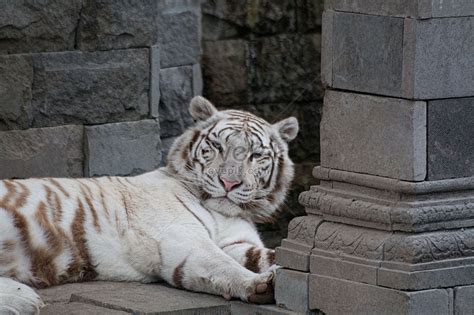 We did not find results for: Gambar Harimau Kartun Hitam Putih - GAMBAR TERBARU HD