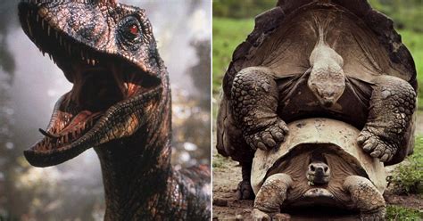 Jurassic Parks Velociraptor Screeches Were Actually Made By Tortoises