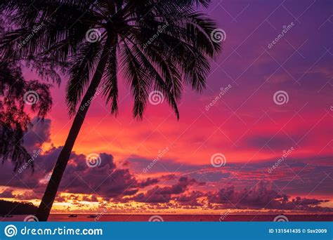 Colorful Sunset Red Orange Blue Colors Of Sky With Palm Tree On
