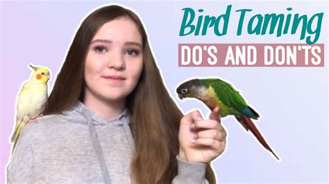 what not to do when training a scared bird and what to do instead how to tame a parrot