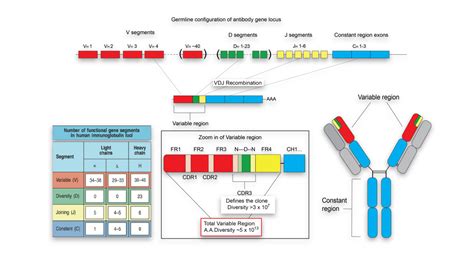 Systems Immunology Laboratory For Systems And Synthetic Immunology